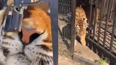 A viral video shows a tiger inside a cage trying to break the lock. (Instagram/@ mihail_tiger) A viral video shows a tiger inside a cage trying to break the lock. (Instagram/@ mihail_tiger)