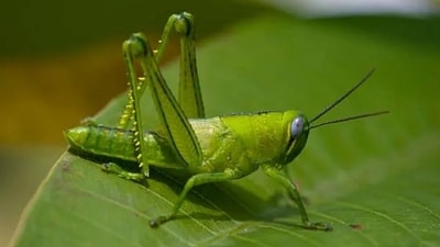 Ruspolia nitidula – the edible grasshopper – is a rich source of amino acids, vitamins, and minerals. (Unsplash) Ruspolia nitidula – the edible grasshopper – is a rich source of amino acids, vitamins, and minerals. (Unsplash)