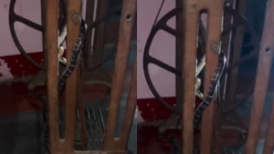 An Instagram video of a Common Krait stuck to a sewing machine went viral, highlighting the deadly serpent's nocturnal dangers.. (Instagram/mohit_kumar_1537)