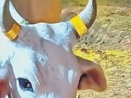 A cow in UP taped with the reflective, fluorescent tape. (HT Photo)