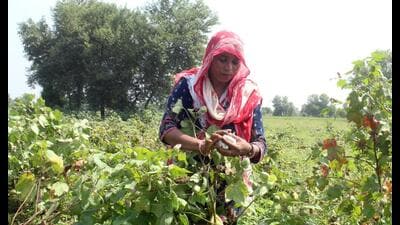 Cotton picking in progress in Katar Singh Wala village of Bathinda. (Sanjeev Kumar / HT) Cotton picking in progress in Katar Singh Wala village of Bathinda. (Sanjeev Kumar / HT)