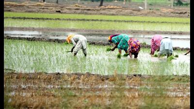 If the government is able to implement the recommendations, it will change the face of agriculture in the state, which is in a crisis situation, says BKU (Dakaunda) (HT file) If the government is able to implement the recommendations, it will change the face of agriculture in the state, which is in a crisis situation, says BKU (Dakaunda) (HT file)