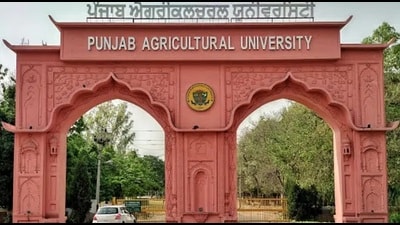 Many who have worked at the university for over 10-15 years have been rejected for being over age after their applications were accepted for the initial Punjabi test. (HT File) Many who have worked at the university for over 10-15 years have been rejected for being over age after their applications were accepted for the initial Punjabi test. (HT File)