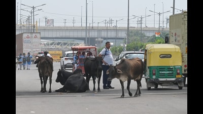 Stray Cattle seen at Road No. 56 near Ghazipur Village (Hindustan Times File)