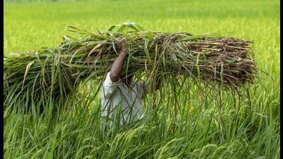 The SKM wants action against shortages and black marketing of fertilisers, seeds and pesticides. (HT File)