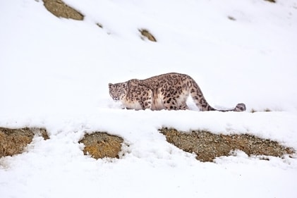 Hemis National Park has snow leopards. (Shutterstock) Hemis National Park has snow leopards. (Shutterstock)