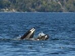 CORRECTS SPELLING OF SOURCE - This photo provided by Blue Kingdom Whale and Wildlife Tours shows a seal in the mouth of a humpback whale on Thursday, Sept. 12, 2024, in the waters off of Anacortes, Wash. (Brooke Casanova/Blue Kingdom Whale and Wildlife Tours via AP) CORRECTS SPELLING OF SOURCE - This photo provided by Blue Kingdom Whale and Wildlife Tours shows a seal in the mouth of a humpback whale on Thursday, Sept. 12, 2024, in the waters off of Anacortes, Wash. (Brooke Casanova/Blue Kingdom Whale and Wildlife Tours via AP)