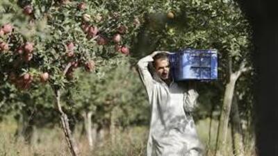 A standout from the Congress’ manifesto — Haath Badlega Halaat — also promises insurance for all crops against natural calamities and a minimum support price (MSP) of ₹72 per kg for apples. (HT File) A standout from the Congress’ manifesto — Haath Badlega Halaat — also promises insurance for all crops against natural calamities and a minimum support price (MSP) of ₹72 per kg for apples. (HT File)