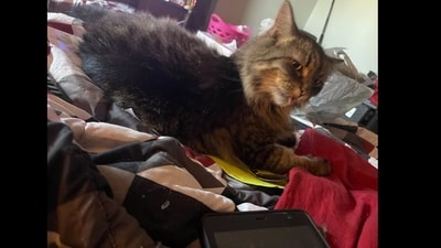 Trump supporter Anna Kilgore garnered national attention after filing a police report about her missing cat -- Miss Sassy. (Anna Kilgore/X) Trump supporter Anna Kilgore garnered national attention after filing a police report about her missing cat -- Miss Sassy. (Anna Kilgore/X)