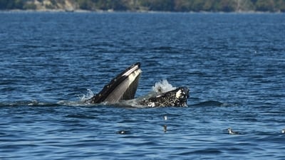 CORRECTS SPELLING OF SOURCE - This photo provided by Blue Kingdom Whale and Wildlife Tours shows a seal in the mouth of a humpback whale on Thursday, Sept. 12, 2024, in the waters off of Anacortes, Wash. (Brooke Casanova/Blue Kingdom Whale and Wildlife Tours via AP) (AP) CORRECTS SPELLING OF SOURCE - This photo provided by Blue Kingdom Whale and Wildlife Tours shows a seal in the mouth of a humpback whale on Thursday, Sept. 12, 2024, in the waters off of Anacortes, Wash. (Brooke Casanova/Blue Kingdom Whale and Wildlife Tours via AP) (AP)