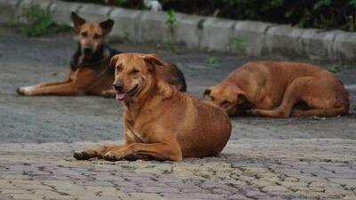 In November last year, the Punjab and Haryana high court had directed that the Chandigarh administration will be primarily responsible for paying compensation to victims of dog bites, adding that the minimum financial assistance would be ₹10,000 per tooth mark. (HT Photo) In November last year, the Punjab and Haryana high court had directed that the Chandigarh administration will be primarily responsible for paying compensation to victims of dog bites, adding that the minimum financial assistance would be ₹10,000 per tooth mark. (HT Photo)