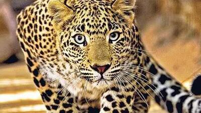 The body has been shifted to a hospital where the postmortem will be conducted to ascertain if it was a leopard attack or not. (Representative file photo)