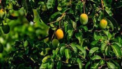 UP is one of the leading mango-producing states in India, accounting for around 23.6% of the country’s total mango production. (Pic for representation)