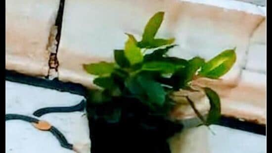 A plant sprouting from the marble wall of Taj Mahal. (Sourced)