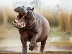 Pablo Escobar's cocaine hippos Pablo Escobar's cocaine hippos