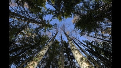 (FILES) The tops and trunks of scarred trees stand in a dense forest, above The Arctic Circle, in Finnish Lapland near Kumpu on October 7, 2022, where during the last 20 years Scandinavian Arctic forests have been the target of an increasing amount of wood bugs, due to longer summers. (Photo by Olivier MORIN / AFP) (AFP) (FILES) The tops and trunks of scarred trees stand in a dense forest, above The Arctic Circle, in Finnish Lapland near Kumpu on October 7, 2022, where during the last 20 years Scandinavian Arctic forests have been the target of an increasing amount of wood bugs, due to longer summers. (Photo by Olivier MORIN / AFP) (AFP)