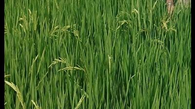 Farmers have expressed concern over the delay in release of ₹1,500 per acre incentive. (Picture only for representational purpose) Farmers have expressed concern over the delay in release of ₹1,500 per acre incentive. (Picture only for representational purpose)