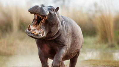 Pablo Escobar's cocaine hippos