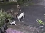 A brave cat rescues a smaller feline from four attacking dogs in a viral video.