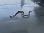 A huge snake caused panic at Rishikesh's Yognagari railway station, prompting passengers to flee,
