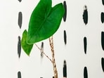 elephant_ear