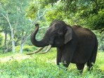 Two elephants, Dhananjaya and Kanjan, got into a fight at Mysuru Palace. (Representative image). 