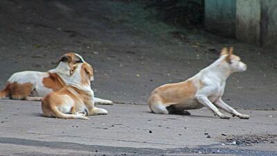 As per PMC officials, the stray dogs and cats will be picked up from their location and taken to the nearby dog pound. After treatment, they will be released back into their habitat. (REPRESENTATIVE PHOTO) As per PMC officials, the stray dogs and cats will be picked up from their location and taken to the nearby dog pound. After treatment, they will be released back into their habitat. (REPRESENTATIVE PHOTO)