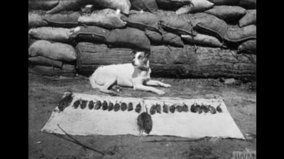 Pet terrier of the Middlesex Regiment of the British Army with its catch of rats in the trenches on the Western Front during World War I. (Imperial War Museums, The UK) Pet terrier of the Middlesex Regiment of the British Army with its catch of rats in the trenches on the Western Front during World War I. (Imperial War Museums, The UK)