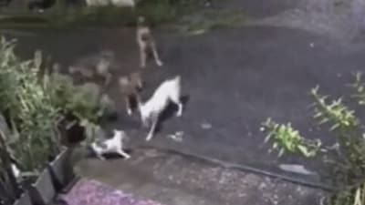 A brave cat rescues a smaller feline from four attacking dogs in a viral video. (Reddit/CuriousWanderer567) A brave cat rescues a smaller feline from four attacking dogs in a viral video. (Reddit/CuriousWanderer567)