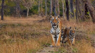 The centrally sponsored scheme includes critical components such as Project Tiger, Project Elephant and Development of Wildlife Habitat. (WII Dehradun) The centrally sponsored scheme includes critical components such as Project Tiger, Project Elephant and Development of Wildlife Habitat. (WII Dehradun)