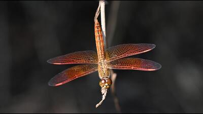 Wandering Glider and Ditch Jewel were most sighted species of dragonflies across all the biodiversity parks in Delhi, said officials. (HT Photo)