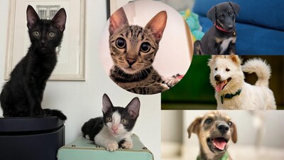 Meet these animals in Delhi-NCR, who are searching for forever homes this week.