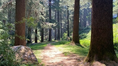 A forest path (Sonya Dutta Choudhury) A forest path (Sonya Dutta Choudhury)
