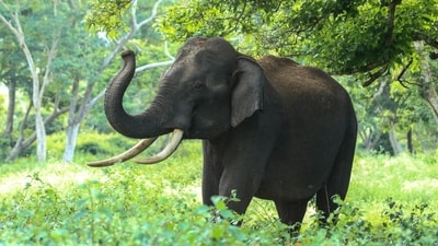 Two elephants, Dhananjaya and Kanjan, got into a fight at Mysuru Palace. (Representative image). (Pexels) Two elephants, Dhananjaya and Kanjan, got into a fight at Mysuru Palace. (Representative image). (Pexels)