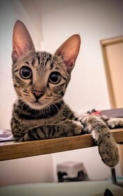 Alexa shows affection to both her human and canine friends with lots of licks and purrs.