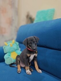 Young Joey absolutely loves his playtime.