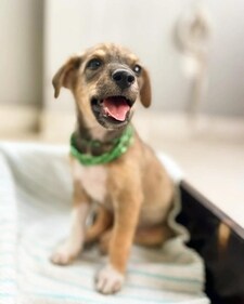 Myrah is active and playful and can adapt to any family easily.