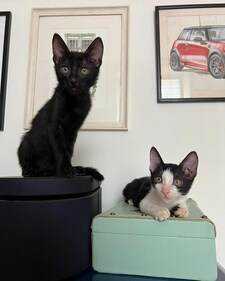 This bonded pair is sweet, gentle and easy to care of.