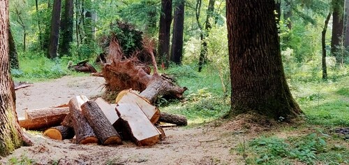 Deodar cedar tree with roots unanchored (Sonya Dutta Choudhury) Deodar cedar tree with roots unanchored (Sonya Dutta Choudhury)