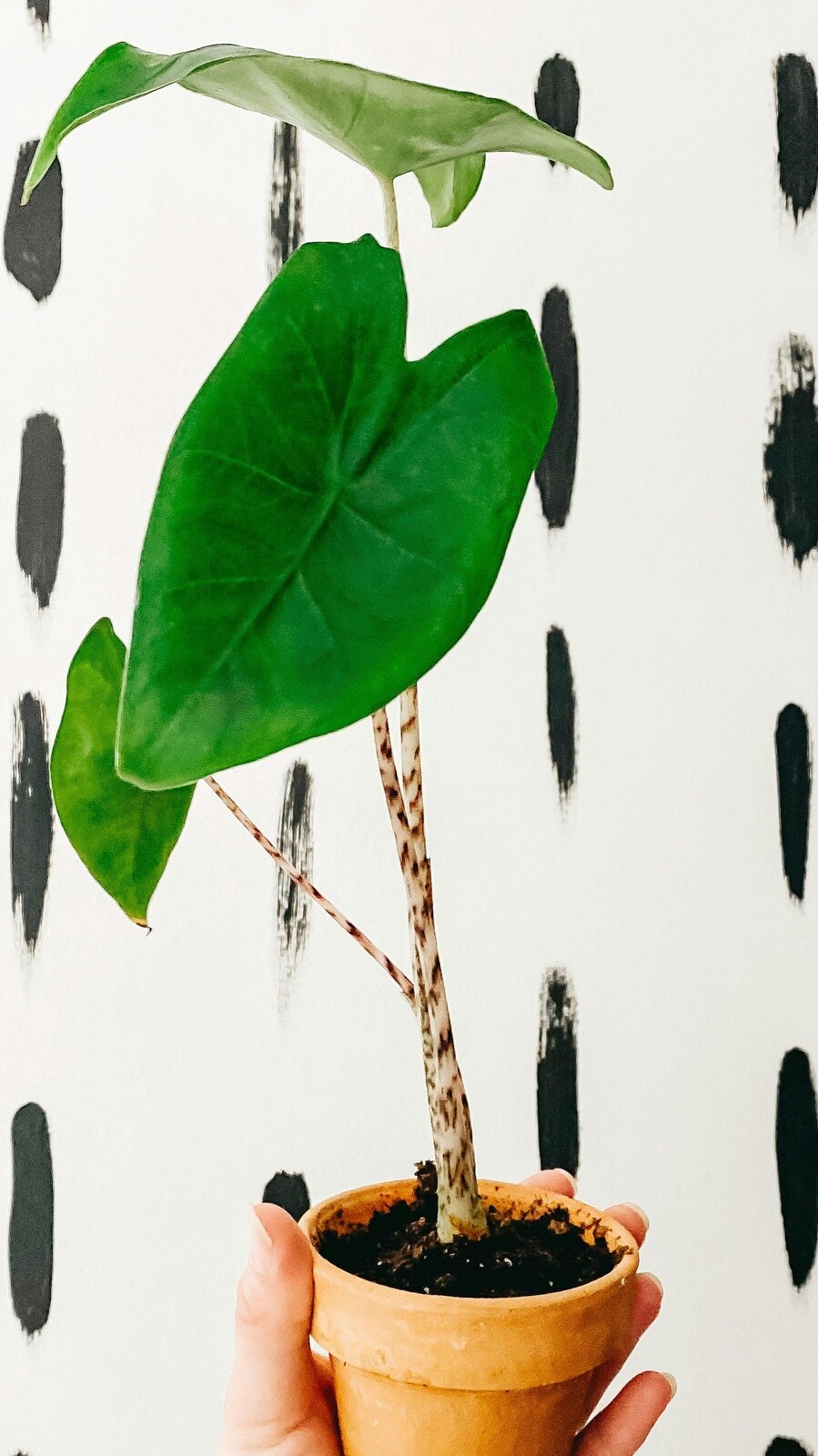 elephant_ear