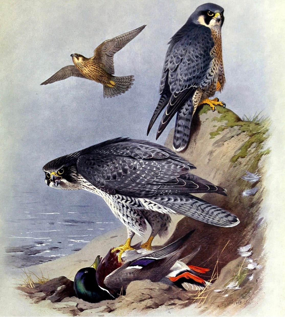 Gyrfalcon on a Mallard duck and two Peregrine falcons above her in an exquisite artwork by the Scottish wildlife illustrator, Archibald Thorburn, 1915. (Society6) Gyrfalcon on a Mallard duck and two Peregrine falcons above her in an exquisite artwork by the Scottish wildlife illustrator, Archibald Thorburn, 1915. (Society6)