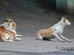 The project aims to streamline vaccination tracking and improve overall animal welfare. (REPRESENTATIVE PHOTO)