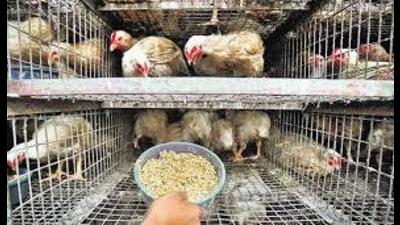 Acting against illegal slaughtering and encroachments, municipal corporation (MC) teams acted against the illegal fish market near Shivpuri puli (alongside Buddha nullah) on Sunday. (HT File)
