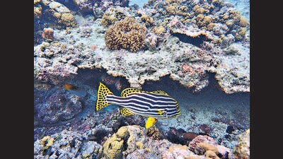 An Indian Ocean Sweetlip in lagoons surrounding Agatti. (Alvin Anto) An Indian Ocean Sweetlip in lagoons surrounding Agatti. (Alvin Anto)