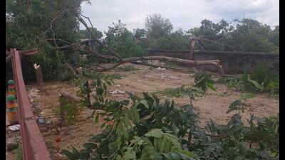Fallen trees at farm house near Vaishno Devi temple in Vrindavan. (HT)