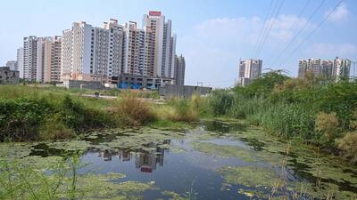 Waterlogging on the green belt in Gurugram Sector 102 near Dwarka Expressway underpass. (Parveen Kumar/HT Photo) Waterlogging on the green belt in Gurugram Sector 102 near Dwarka Expressway underpass. (Parveen Kumar/HT Photo)
