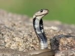 A district official noted importance of educating the public about these reptiles and proper snakebite management. (Pic used for representation) A district official noted importance of educating the public about these reptiles and proper snakebite management. (Pic used for representation)