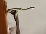 Passengers spotted the snake when Garibrath Express  was near Kasara station in Maharashtra.