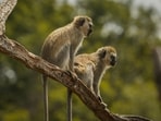 Monkey saves 6-year-old from rape attempt in Uttar Pradesh's Baghpat: Report Monkey saves 6-year-old from rape attempt in Uttar Pradesh's Baghpat: Report