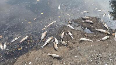 Dead fish seen on Mula riverbed. (HT PHOTO)